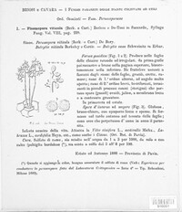 Plasmopara viticola image